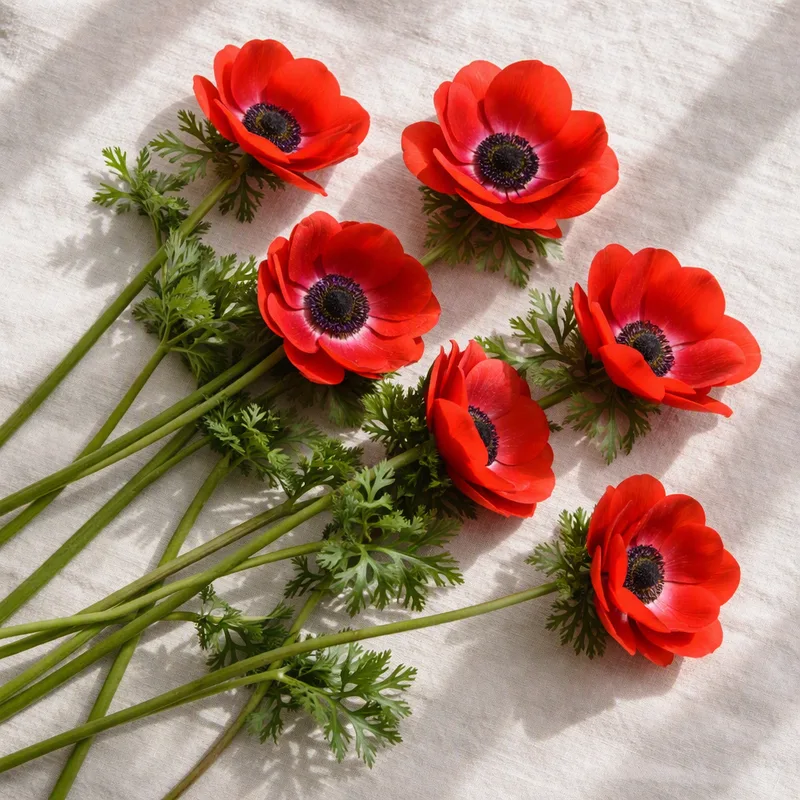Anemone - klassisch - Bild 4