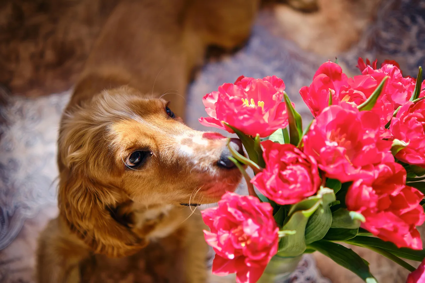 Golden Retriever schnüffelt neugierig an einem Strauß roter Tulpen in der Stube, Tulpen können Magenbeschwerden beim Hund verursachen