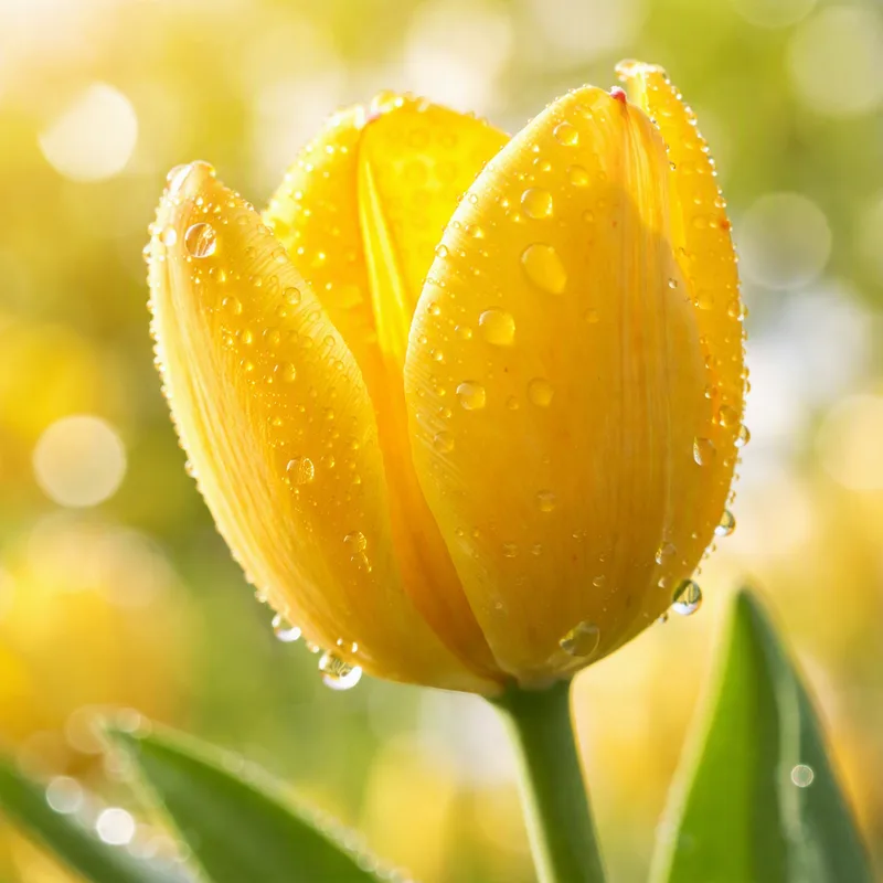 Tulpen - klassische Frühlingsblume